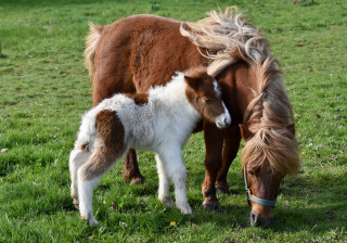 Pony foal field bush dandelion - tiny free wallpaper for desktop