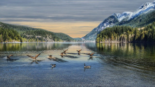 Ducks lake mountains trees cloudy - mountain and trees free wallpaper