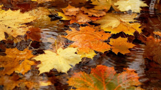 Autumn leaves water puddle ecological - the ground free wallpaper