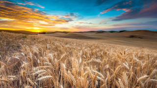 Wheat field sunset clouds hills - a few hill free wallpaper