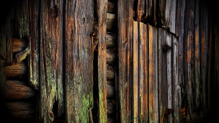 Wooden wall peeling paint moss - paint free wallpaper