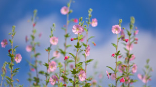 Pink flowers green leaves blue 5 - a few pink flower free wallpaper