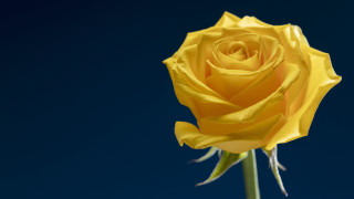 Yellow rose blue sky thin - a yellow rose free wallpaper