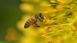 Bee yellowflower pollen greenbackground macro - a bee free wallpaper