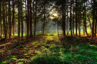 Forest sunbeam path cityscape nature - the light free wallpaper