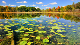 Lake lily pads trees blue - blue sky free wallpaper for desktop