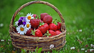 Strawberries daisies basket outdoors nature - daisy free wallpaper