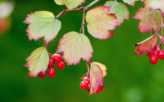 Branch berries leaves cherry strawberry - red berry free wallpaper for desktop