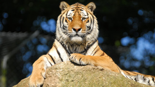 Tiger rock forest blurry depth 2 - top of a rock next free wallpaper