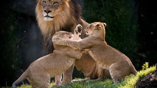 Lions playing field grass trees - a lion free wallpaper for desktop