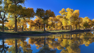 River trees bridge sky autumn - free spring wallpaper