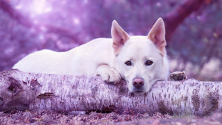 White dog log woods purple - top of a tree free wallpaper