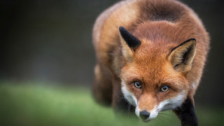 Red fox black tail blue - a red fox free wallpaper