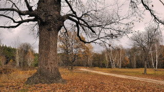 Woodland dirt road autumn leaves - cornelia parker free wallpaper for desktop
