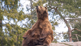 Brown bear rock trees forest - full body portrait free wallpaper