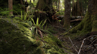 Mossy forest rock architecture nature - a forest floor free wallpaper