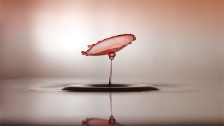 Water drop pink flower macro - tip free wallpaper