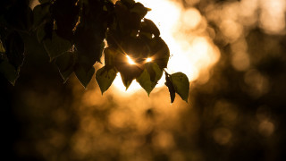 Sunshine leaves forest macro lens - shining free wallpaper