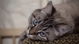 Curious blue eyed cat on 3 - a curious look free wallpaper
