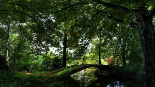Bridge forest path bush sunlight - the bridge free wallpaper for desktop