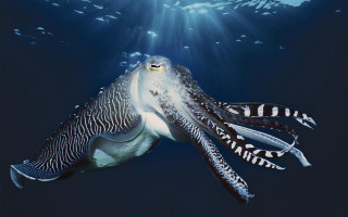Large squid ocean light fish - face and head free wallpaper
