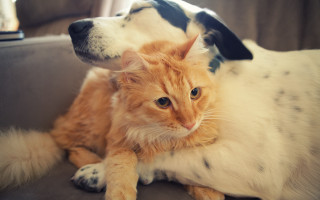 Dog cat couch orange white - a dog and a cat free wallpaper