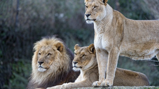 Three lions forest rock nature - the rock free wallpaper