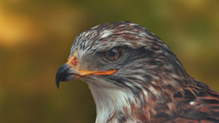 Bird of prey closeup blurry 6 - prey free wallpaper