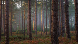 Forest trees grass cityscape skyscraper - free forest wallpaper