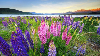 Flower field mountains water lake - the background and water free wallpaper