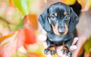 Shiba inu dog hand tree - dog free wallpaper