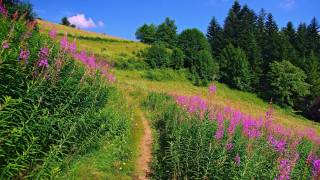 Grassy hill trail flowers trees - a trail free wallpaper
