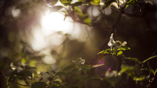 Tree flower branch sun glow - the branch free wallpaper