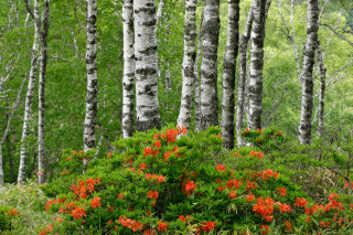 Forest flower blooming autumn nature - anne nasmyth free wallpaper for desktop