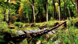 Fallen log forest path nature - the path free wallpaper