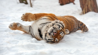 Tiger snow rolling blurry outdoors - a tiger free wallpaper for desktop
