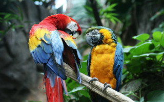 Parrots branch jungle bokeh feathers - bernd fasching free wallpaper