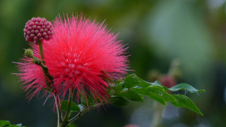 Pink flower green leaves blurry 19 - free nature wallpaper