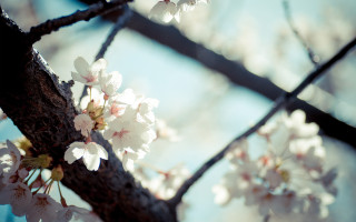 White flower tree cherry blossoms - canon 5 0 mm free wallpaper for desktop