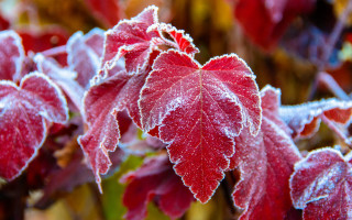 Frosted red leaf macro winter - frost free wallpaper