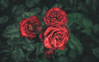 Red roses green leaves blurry - ann thetis blacker free wallpaper for desktop