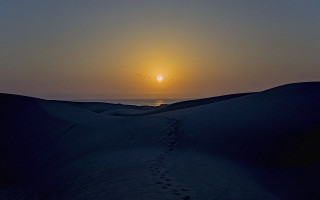 Sunset sandy beach footprints bird - footprint free wallpaper