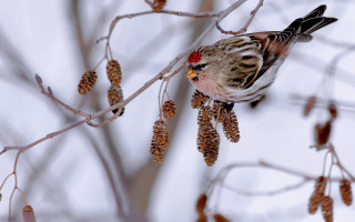Bird branch cones red beak - back leg free wallpaper