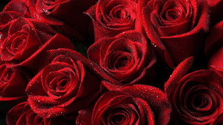 Red roses water droplets black 2 - red rose free wallpaper