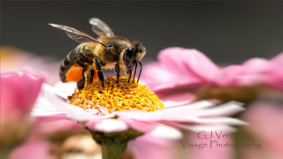 Bee flower macro blurry depth 2 - a gray background behind free wallpaper