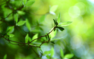 Branch leaves bokeh sunlight macro - sunlight free wallpaper for desktop