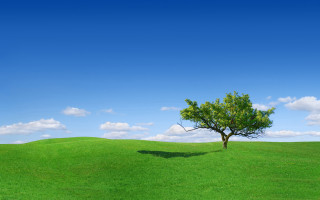 Lone tree green field blue 14 - free summer wallpaper