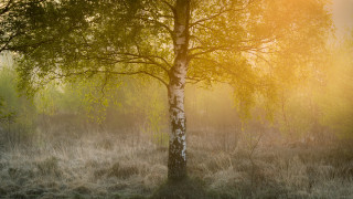 Tree field sunset autumn tiltshift - a tree in a field free wallpaper