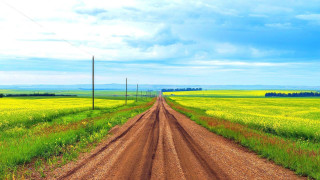 Dirt road field telephone pole - a dirt road in a field free wallpaper