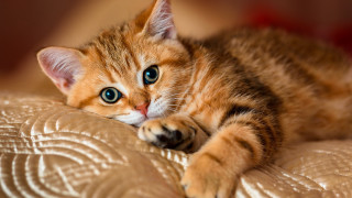 Kitten blue eyes pillow blurry - the pillow free wallpaper